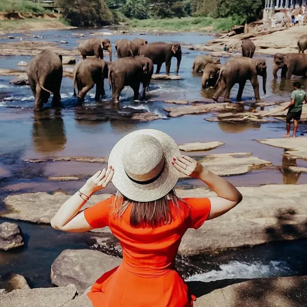 edengardentours_Pinnawala-Elephant-Orphanage-1